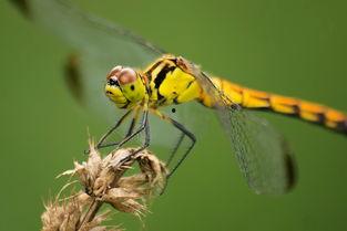 小蜻蜓的资料,探寻自然精灵的生态奥秘